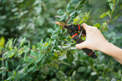Hand holding pruning shears while trimming garden shrubs for maintenance  