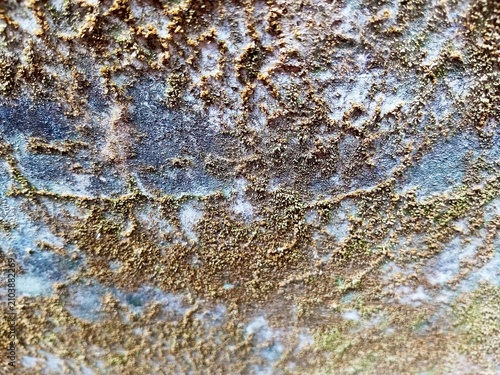 texture of the bark of a tree