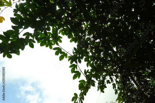 Tablou pe pânză Lush green passion fruit vine leaves hanging gracefully from a wooden trellis st