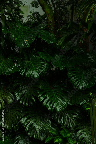 Lush monstera deliciosa leaves with deep green glossy texture captured in a natural outdoor tropical garden setting during a soft rainy day featuring vibrant foliage and rich organic botanical details