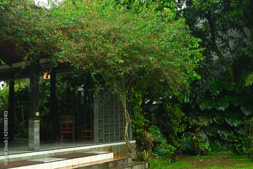 Lush green tree with tiny orange flowers growing gracefully in front of a shaded outdoor patio area featuring stone steps and wooden furniture under a soft natural daylight sky setting.
