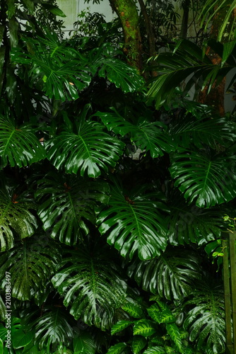 Lush tropical monstera leaves display vibrant shades of deep emerald green with glossy textures and intricate natural patterns in this detailed vertical composition captured during a soft rainy aftern