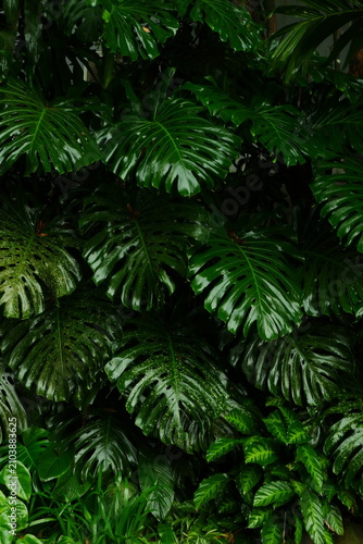 Lush green monstera deliciosa leaves featuring vibrant organic textures and deep shadows capture the essence of a tropical rainforest with glossy surfaces and intricate patterns in this detailed natur