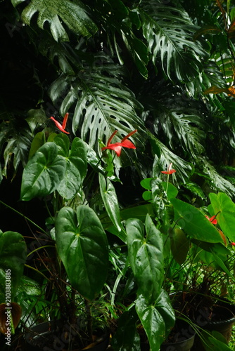 Vibrant red anthurium flowers bloom gracefully amidst the deep green lush tropical foliage of large monstera leaves captured in a wet botanical garden setting with soft natural daylight and shadows.