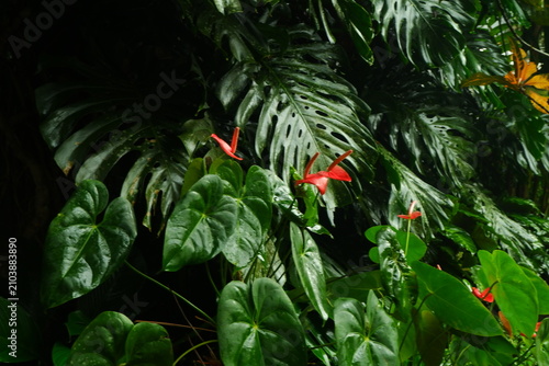Vibrant red anthurium flowers bloom gracefully amidst the deep green glossy foliage of a tropical monstera plant captured in a lush botanical garden setting with soft natural morning light streaming t