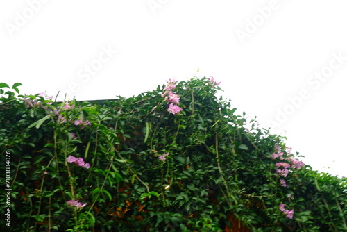 Vibrant pink flowers blooming on a lush green vine wall climbing upwards against a bright white sky captured in a natural outdoor setting showing beautiful summer foliage and organic textures.