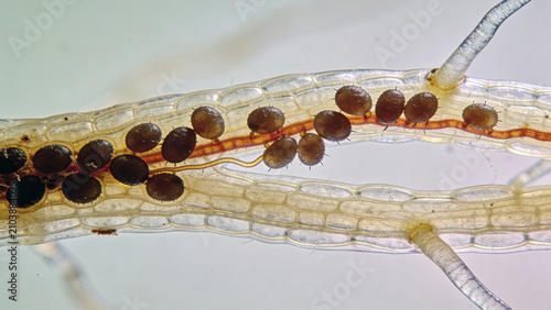 Closeup of biological control agents for pest management in agricultural settings