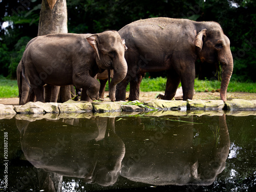 Photography Asian Elephant Pair Standing by a Pond with Reflection in Natural Habitat