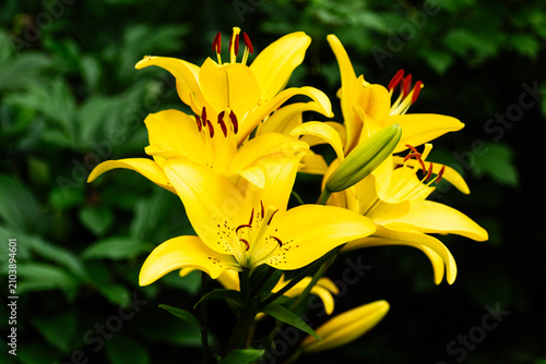 Vibrant Yellow Asiatic Lily Flowers Blooming Against a Lush Green Background