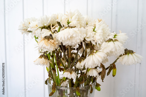 Quadro su tela Wilted white chrysanthemums with faded petals in a glass vase