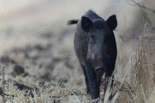 Foto Wildboar Sus scrofa in open field in Central France