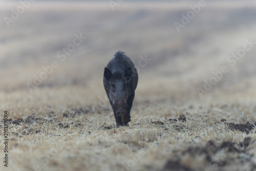 Wildboar Sus scrofa in open field in Central France
