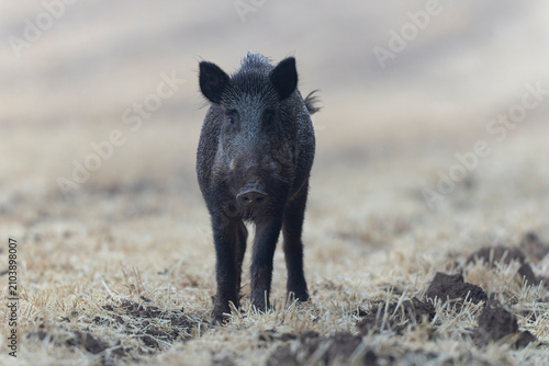Wildboar Sus scrofa in open field in Central France