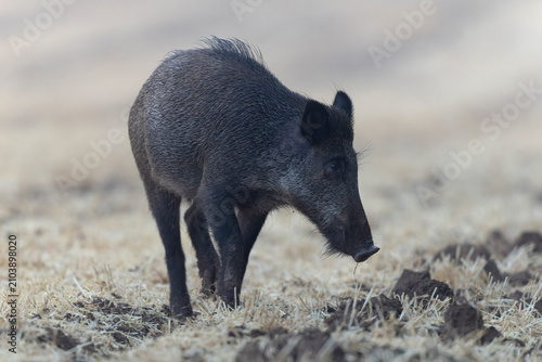 Wildboar Sus scrofa in open field in Central France