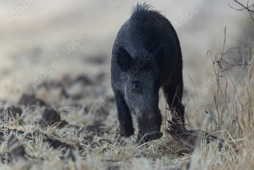 Wildboar Sus scrofa in open field in Central France