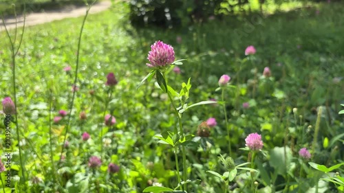Vibrant Pink Clover Blossom in a Green Field