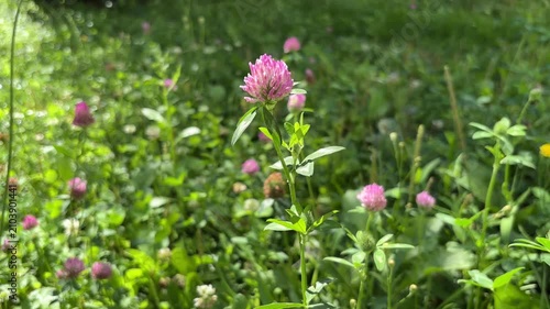 Vibrant Pink Clover Blossom in a Green Field