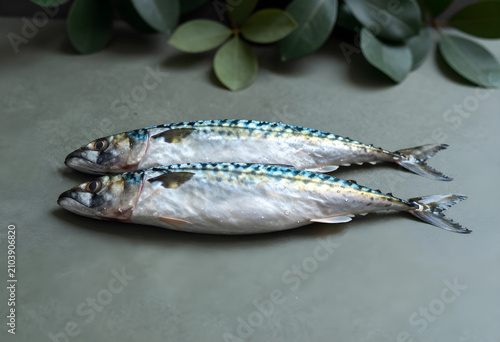 Two fresh raw mackerel fish...