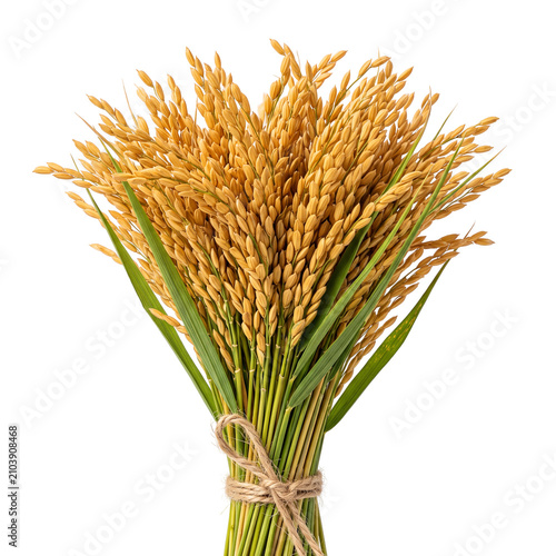 Bundle of Harvested Rice Stalks
