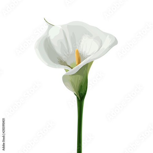 Bild auf Leinwand Arum Lily, 2D flat vector illustration in icon style, isolated on a white backgr