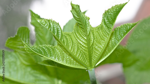 Quadro su tela Close-up of a young castor bean (Ricinus communis) leaf unfolding from the growing tip