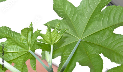 фотографія Close-up of a castor bean plant (Ricinus communis) showing both mature leaves and newly emerging foliage