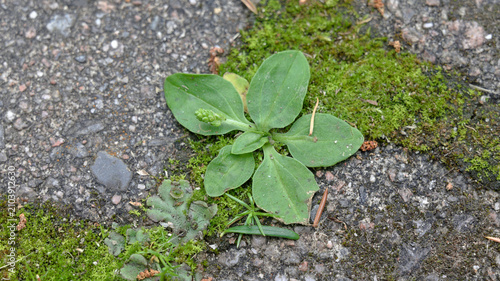 Fotografi Plantain growing through pavement beside vibrant green moss