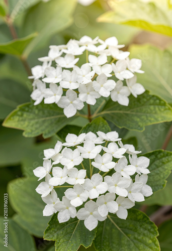 White hydrangea flowers blo...