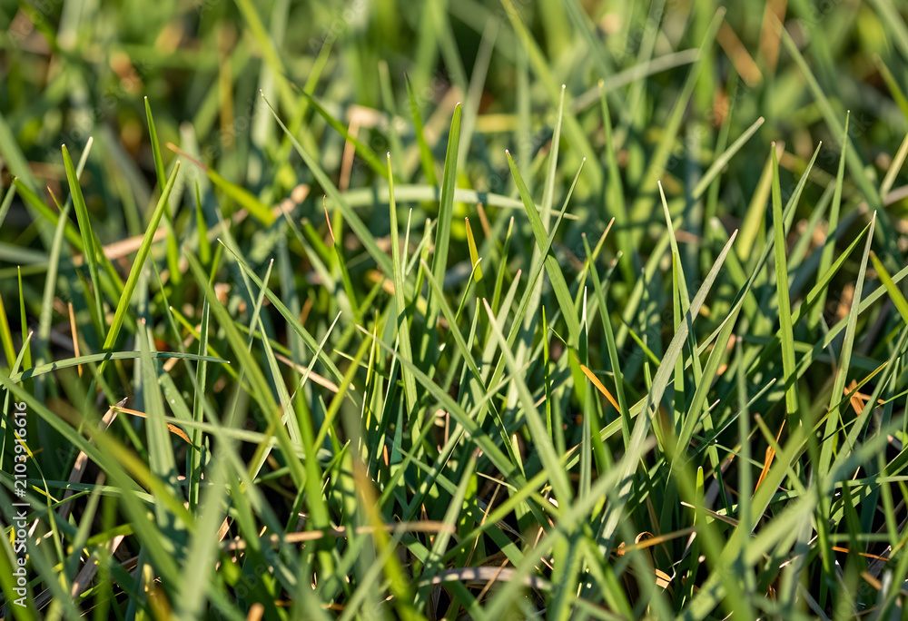Obraz premium Lush green grass blades in a field, natural background for growth and environmental concepts, close up view