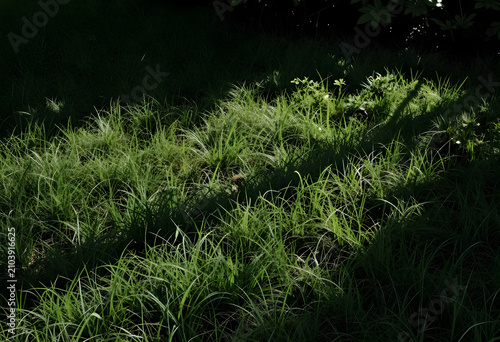Lush green grass with dappl...