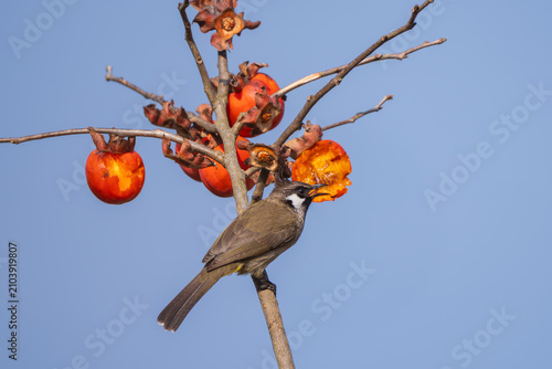 Fotografía A Himalayan Bulbul (Pycnonotus leucogenys) feeding on ripe fruit in its natural habitat