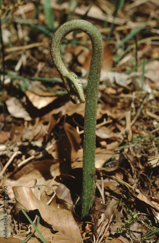 Obraz na płótnie still rolled up young Pteridium aquilinum or Bracken  fern coming out of the fo