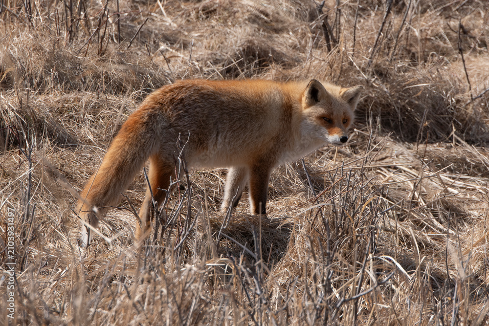 Fototapeta premium Renard roux;