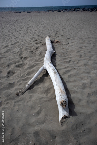 Photography Grande tronco levigato dal mare posato sulla sabbia chiara in una spiaggia tranq