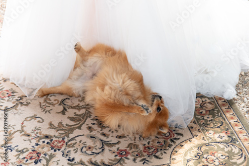 Foto A playful dog lies on its back under a white skirt on a floral rug