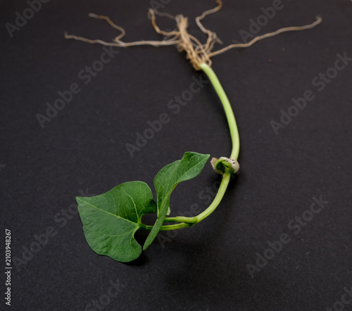 closeup photo of uprooted bean plant on black backgroud