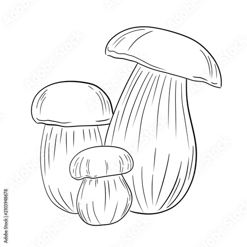 Minimalist vector outline illustration of large porcini mushrooms. Elegant black line art with clean contours, isolated on white background. Botanical element for autumn design, organic food packaging