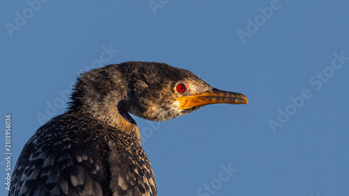 Cuadro en lienzo Reed Cormorant (Microcarbo africanus) (Rietduiker) fishing in Rietvlei Nature re