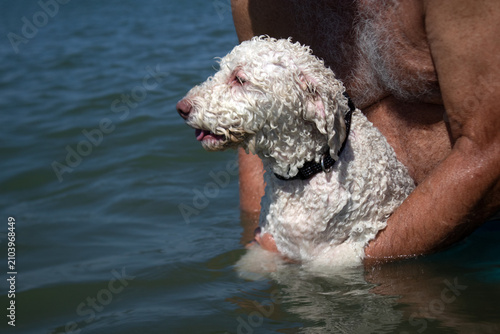 Obraz na płótnie Lagotto romagnolo immerso nel mare mentre impara a nuotare, sostenuto con dolcez