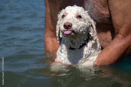 Fotografie Lagotto romagnolo immerso nel mare mentre impara a nuotare, sostenuto con dolcez