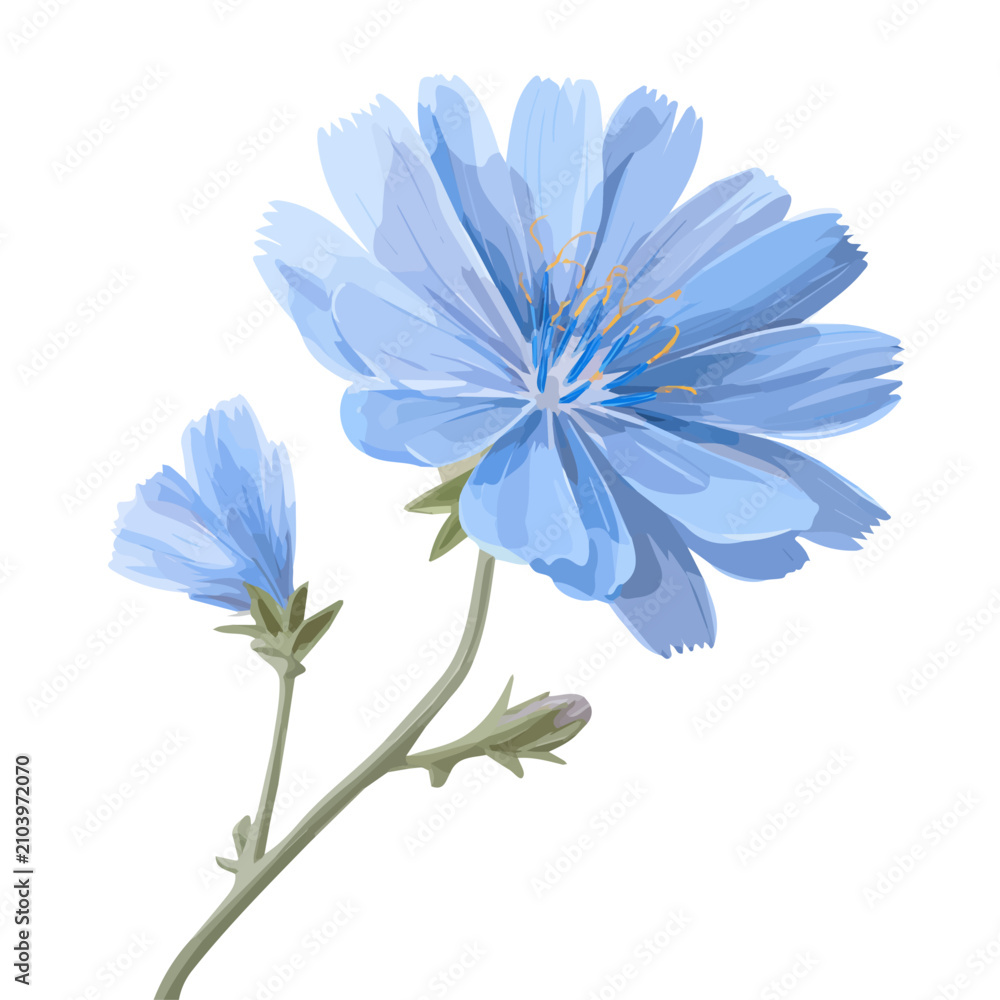 Fototapeta premium Flat 2D minimalist illustration of a Chicory, modern vector design with white background.