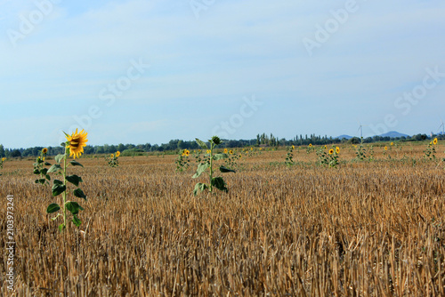 quelques tournesols  au milieu des restes de la moisson