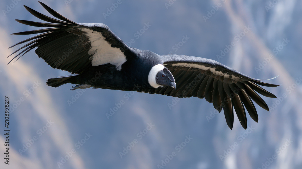 Obraz premium A condor glides through the air above mountains in South America. Its wings stretch wide as it soars, looking for food. Sunlight shines on the bird and the surrounding peaks