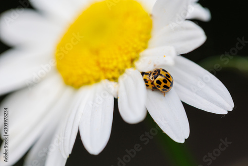 ladybug on daisy