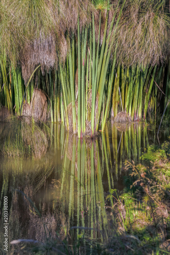 The murky water of a pond reflects the paper reed plants