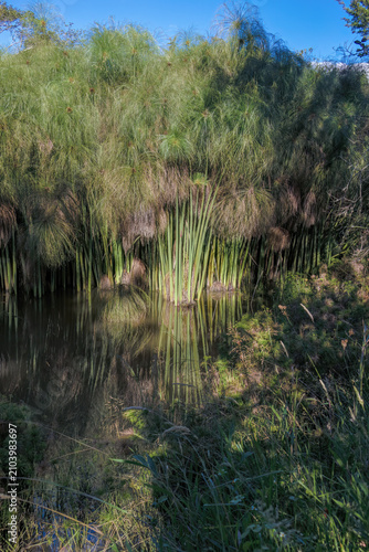 The murky water of a pond reflects the paper reed plants