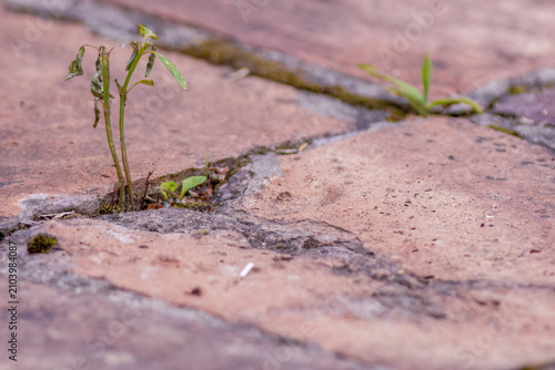 A plant that grew between the cement of a clay floor
