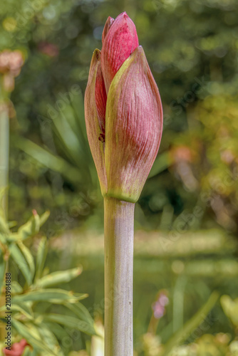 A red lily bud illuminated by the light of the sunset