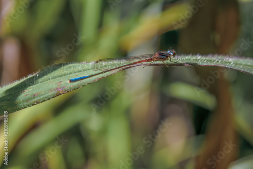 A male pond damselfly perched in a blade of grass