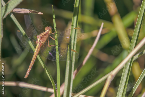 A red-faced dragonlet perched in a blade of grass